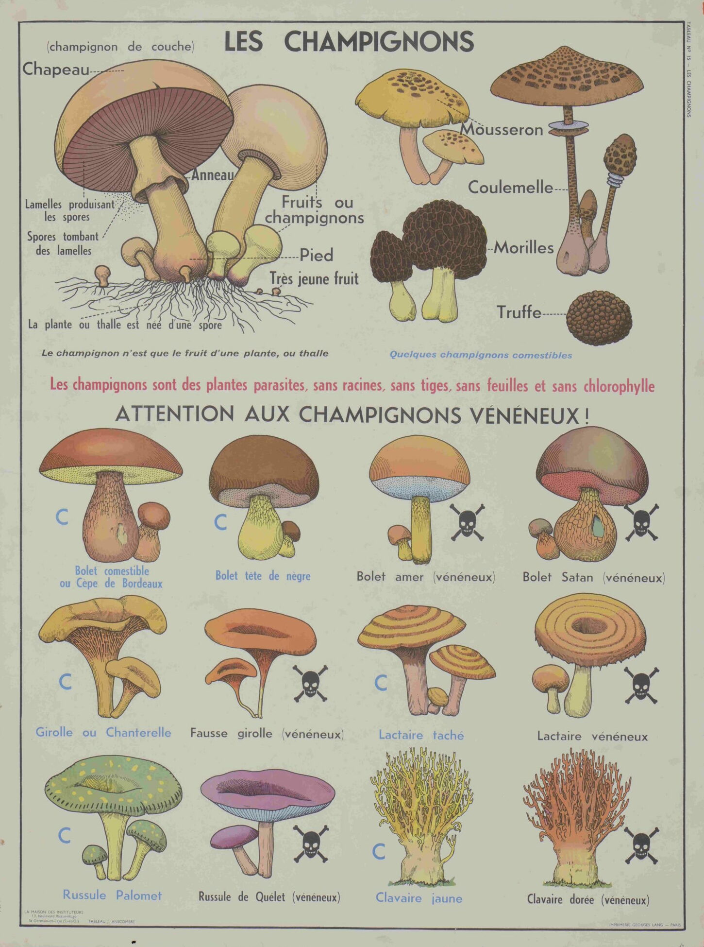 Planche murale : les champignons | Bretagne Musées