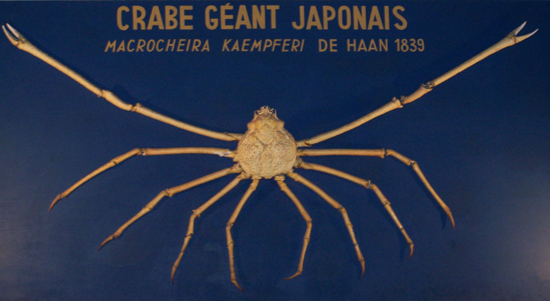 Crabe géant japonais, Macrocheira Kaempferi, colelctions du Musée de la Pêche de Concarneau