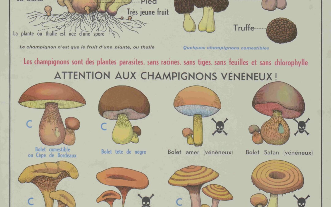 Planche murale : les champignons