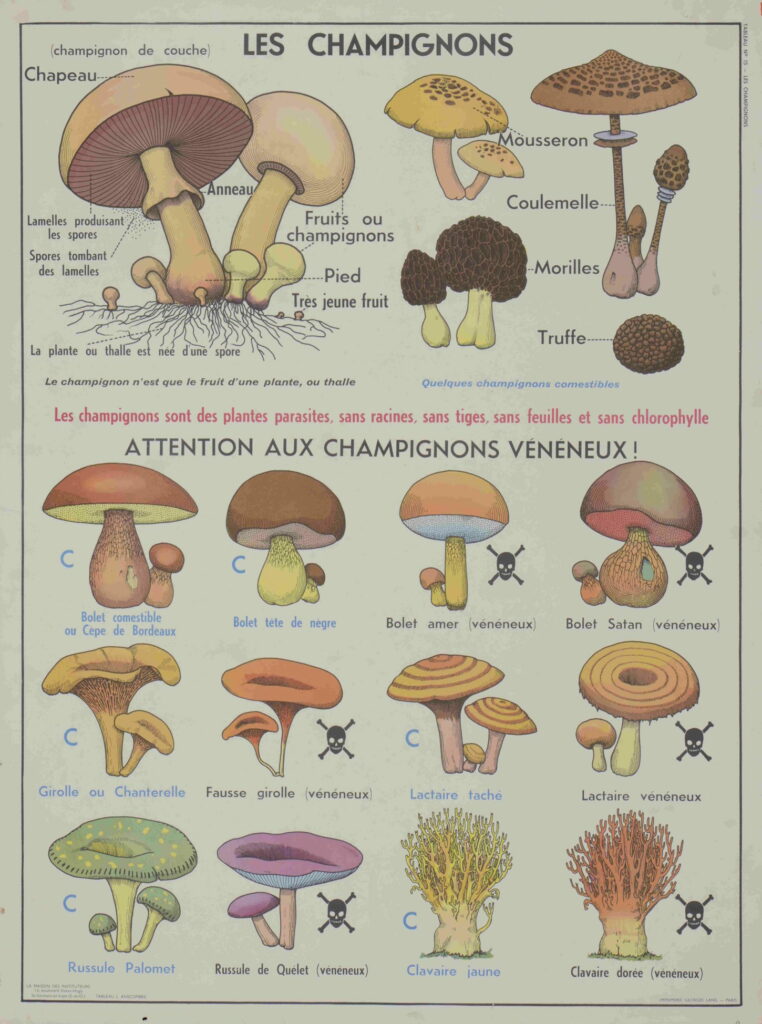 Planche murale : les champignons
