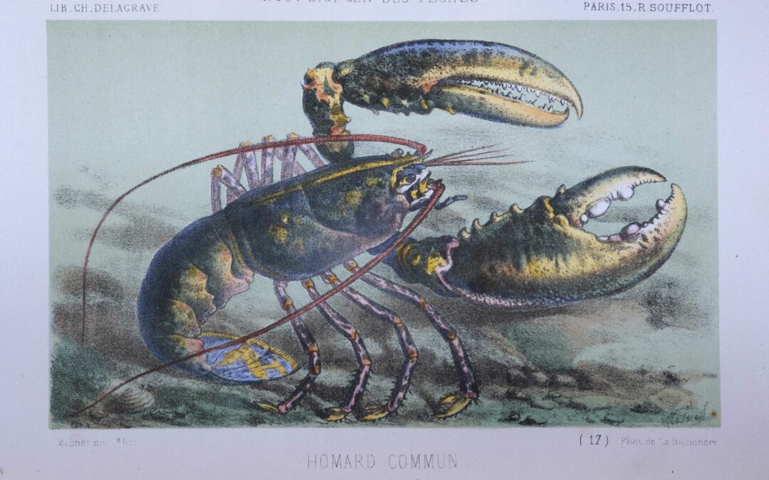 Nouveau dictionnaire général des pêches : le homard commun