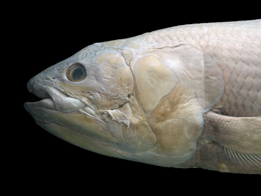 Coelacanthe 1